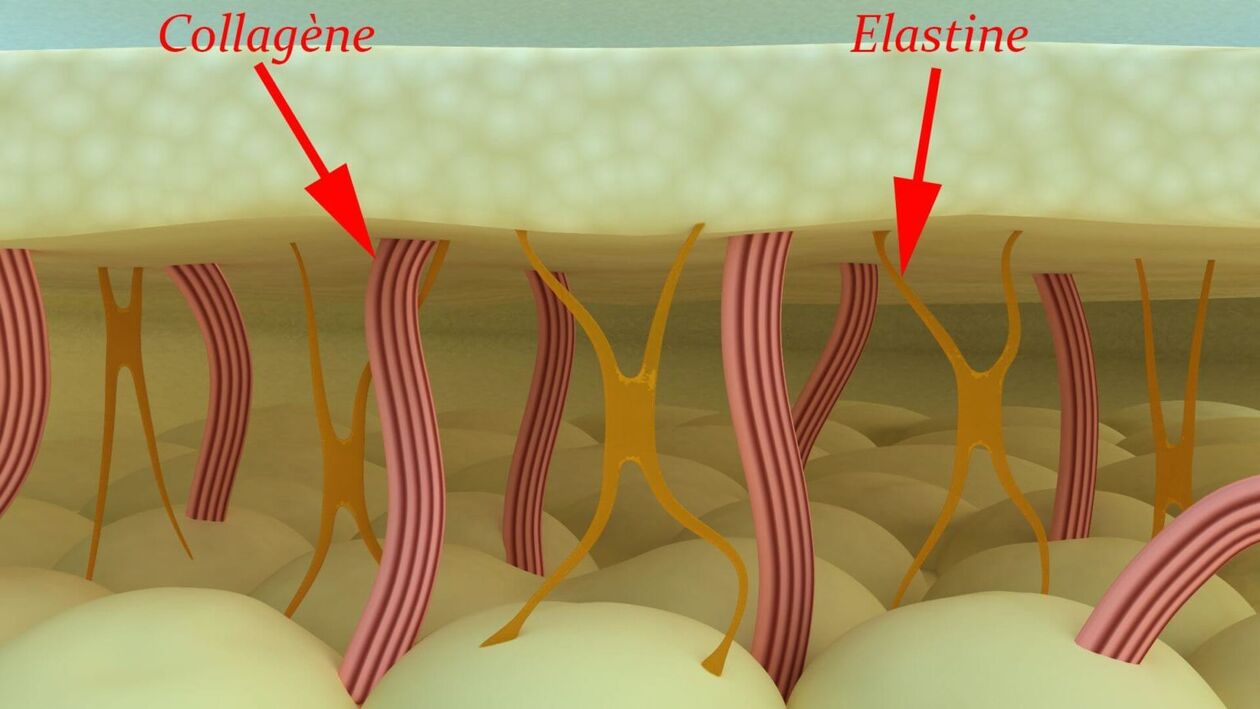 Kolagen in elastin - strukturni proteini kože